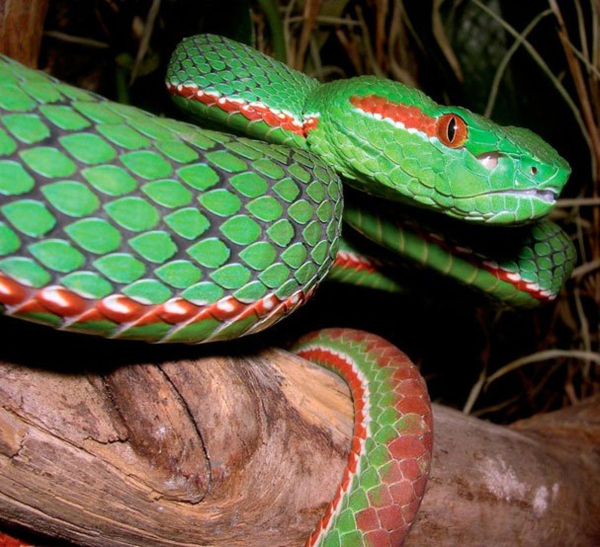 La serpiente más linda del mundo