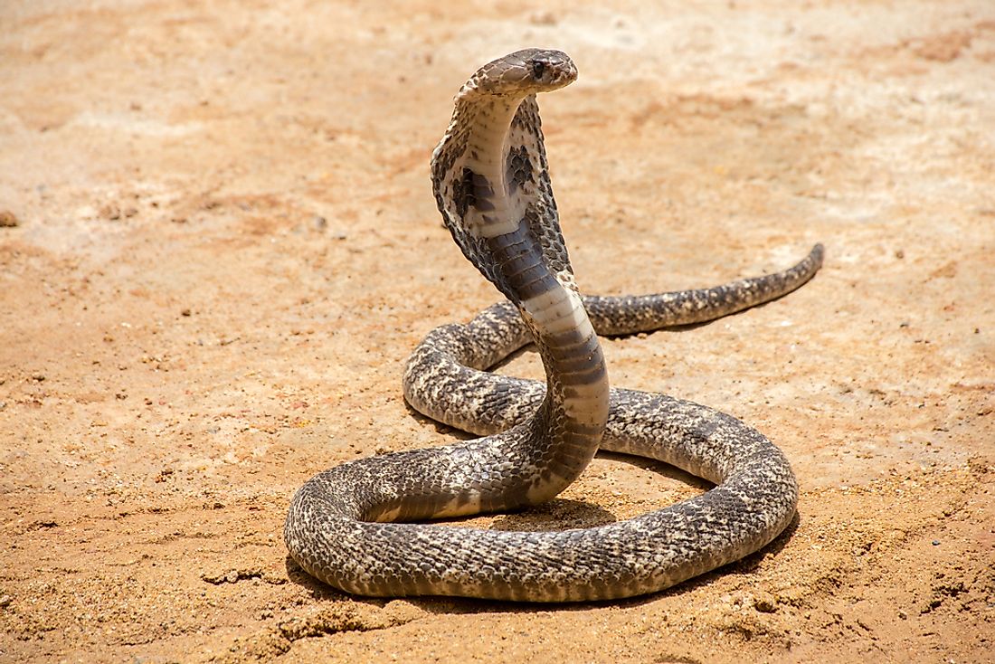 Tipos de serpientes cobra