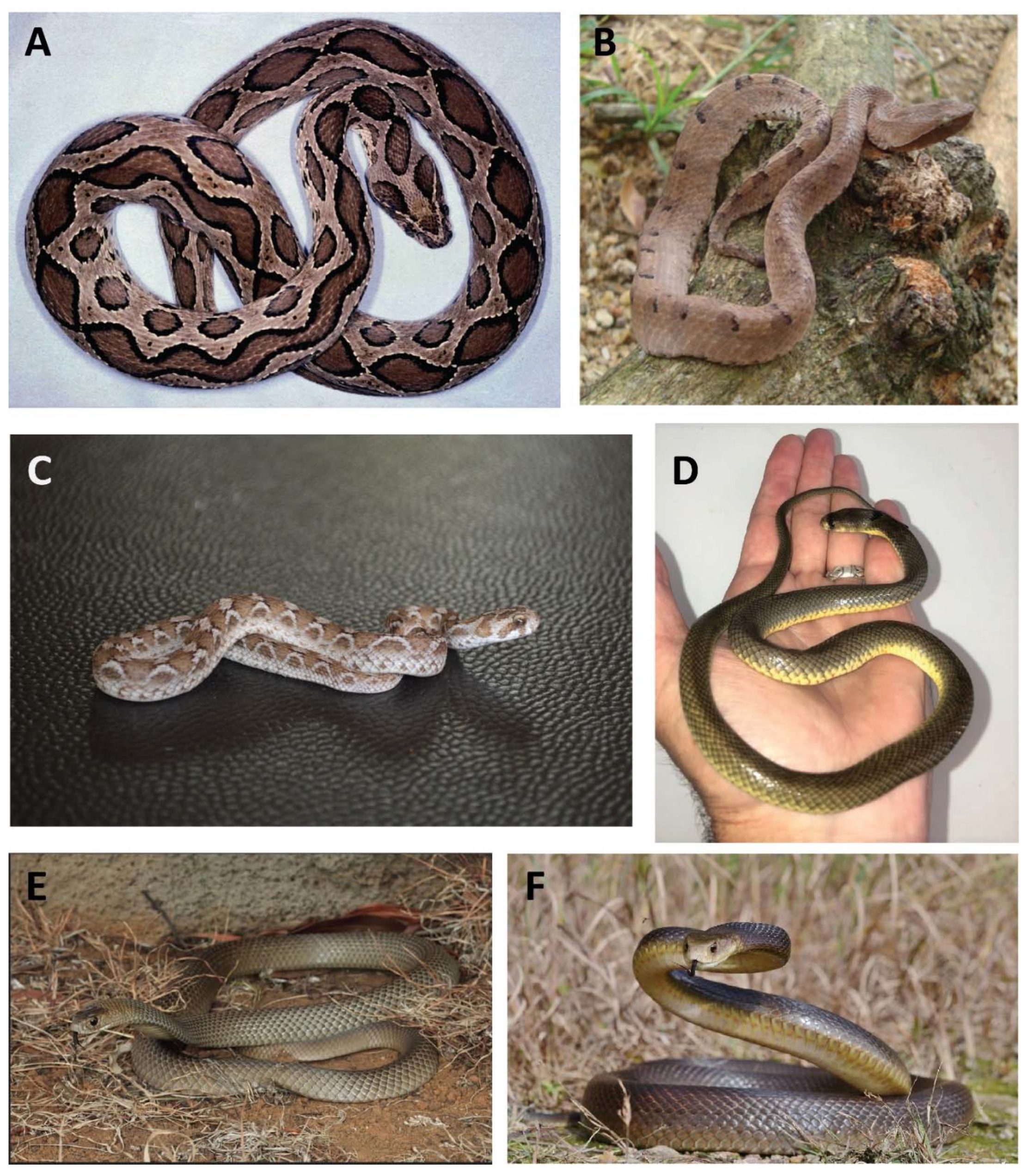 Tipos de mordeduras de serpiente