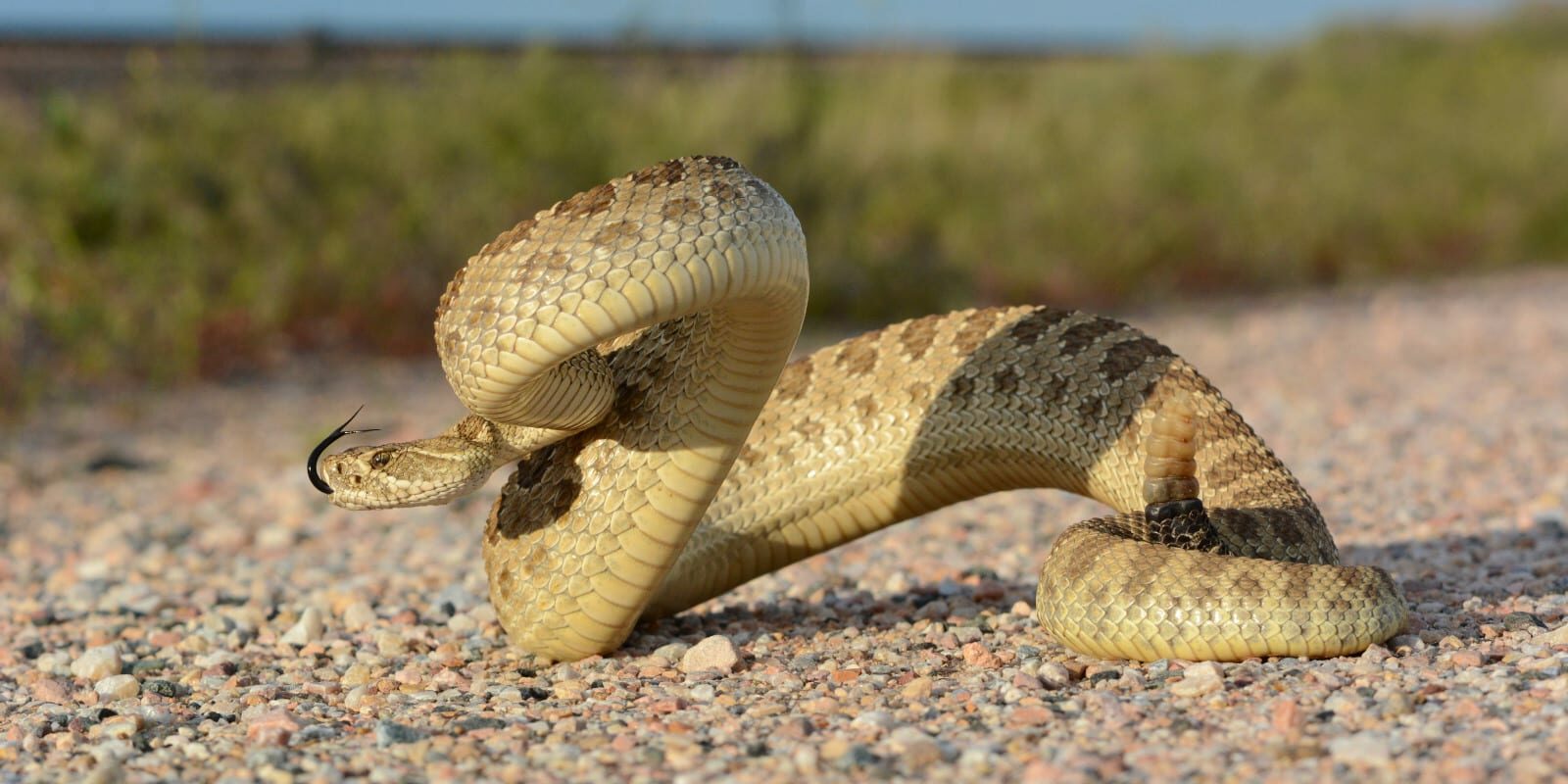 Tipos de serpientes que se encuentran en Colorado