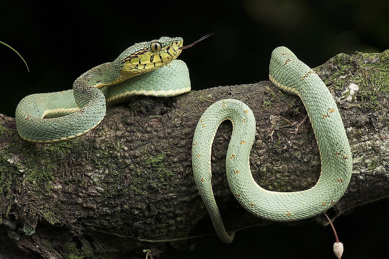 Tipos de serpientes que se encuentran en la selva tropical