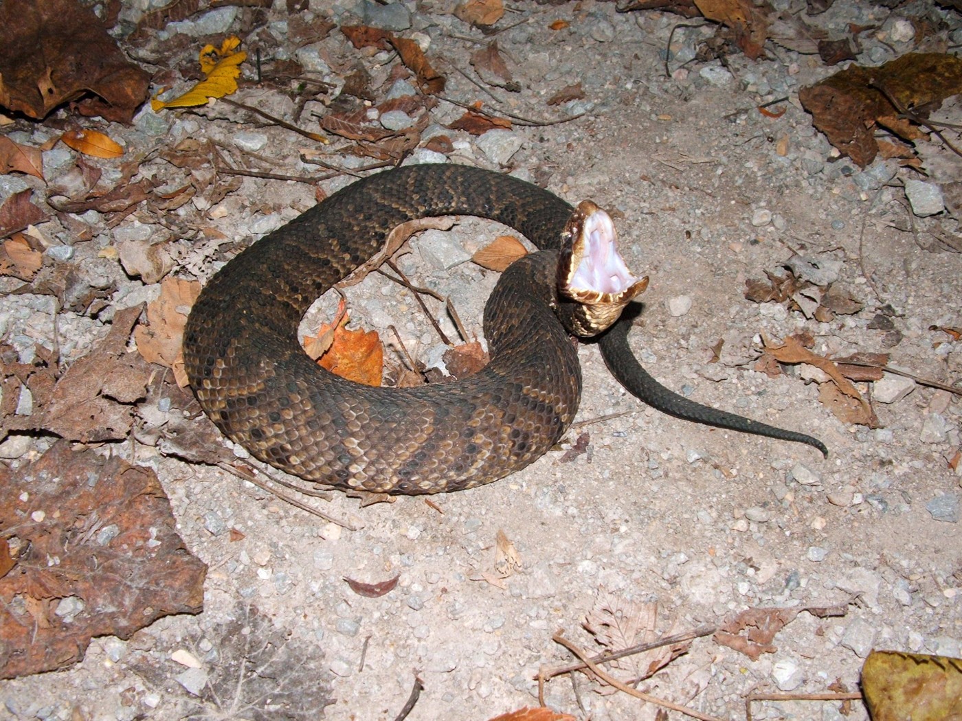 Tipos de serpientes en Oklahoma