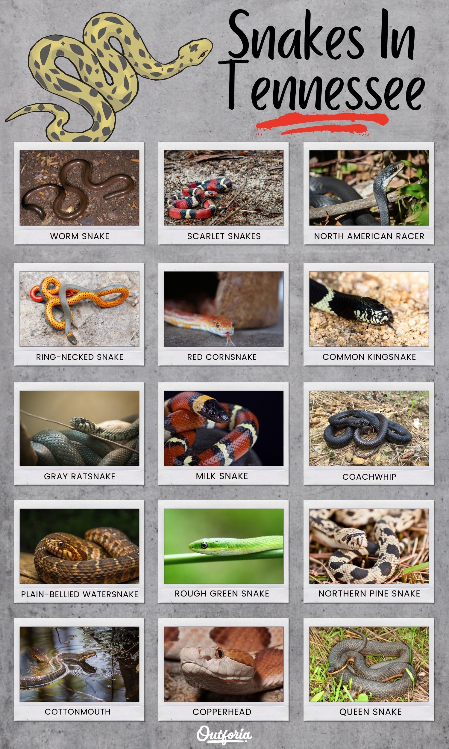 Tipos de serpientes en Tennessee