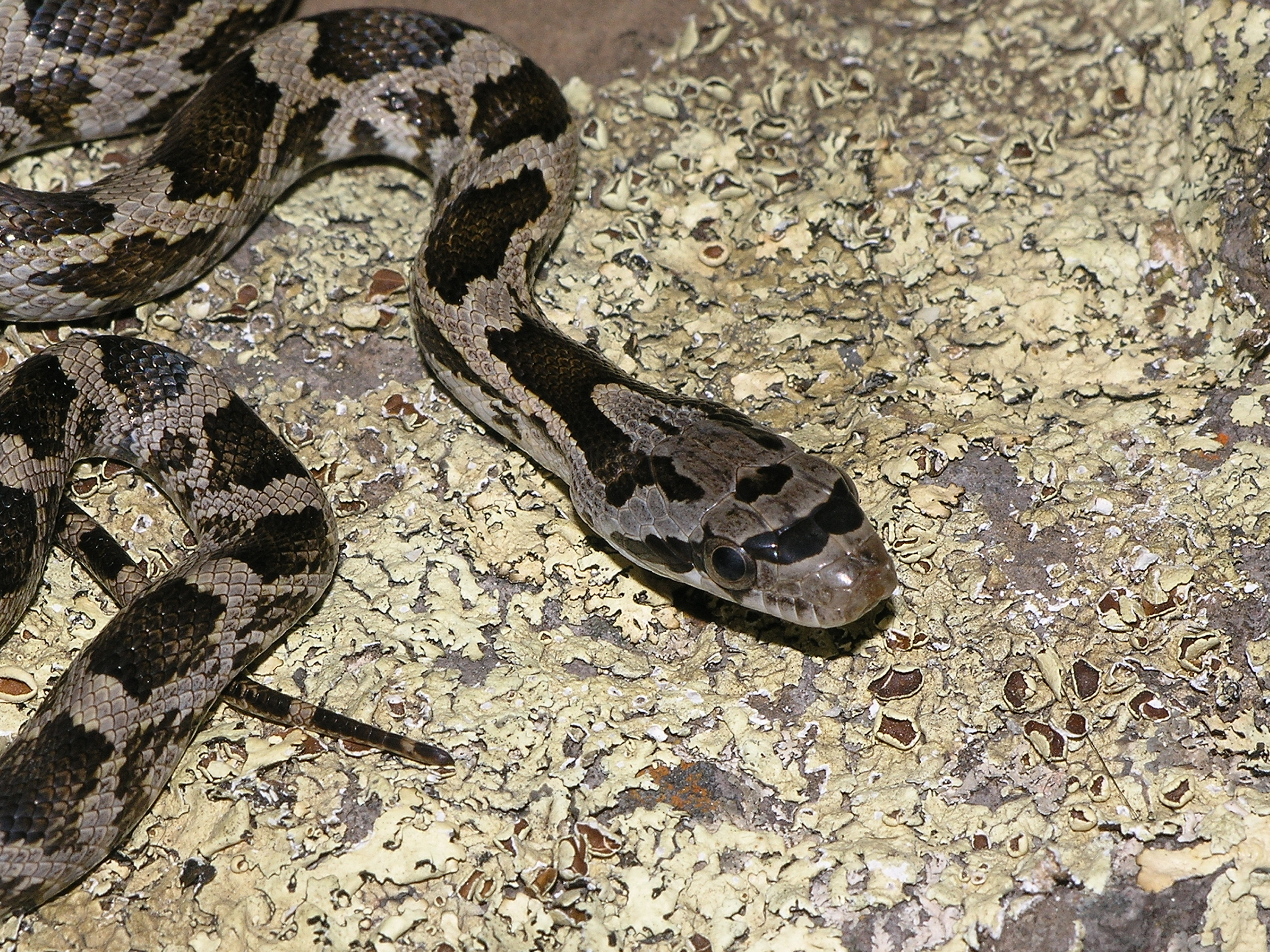Tipos de serpientes en Texas