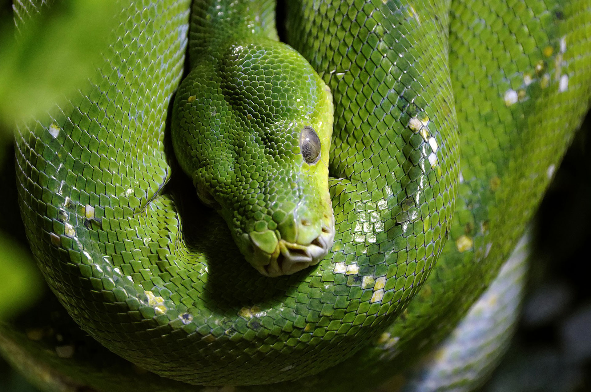 Tipos de serpientes en la selva tropical