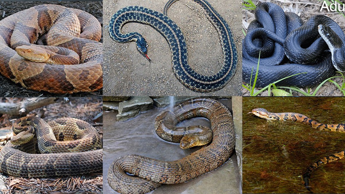 Tipos de serpientes en Virginia