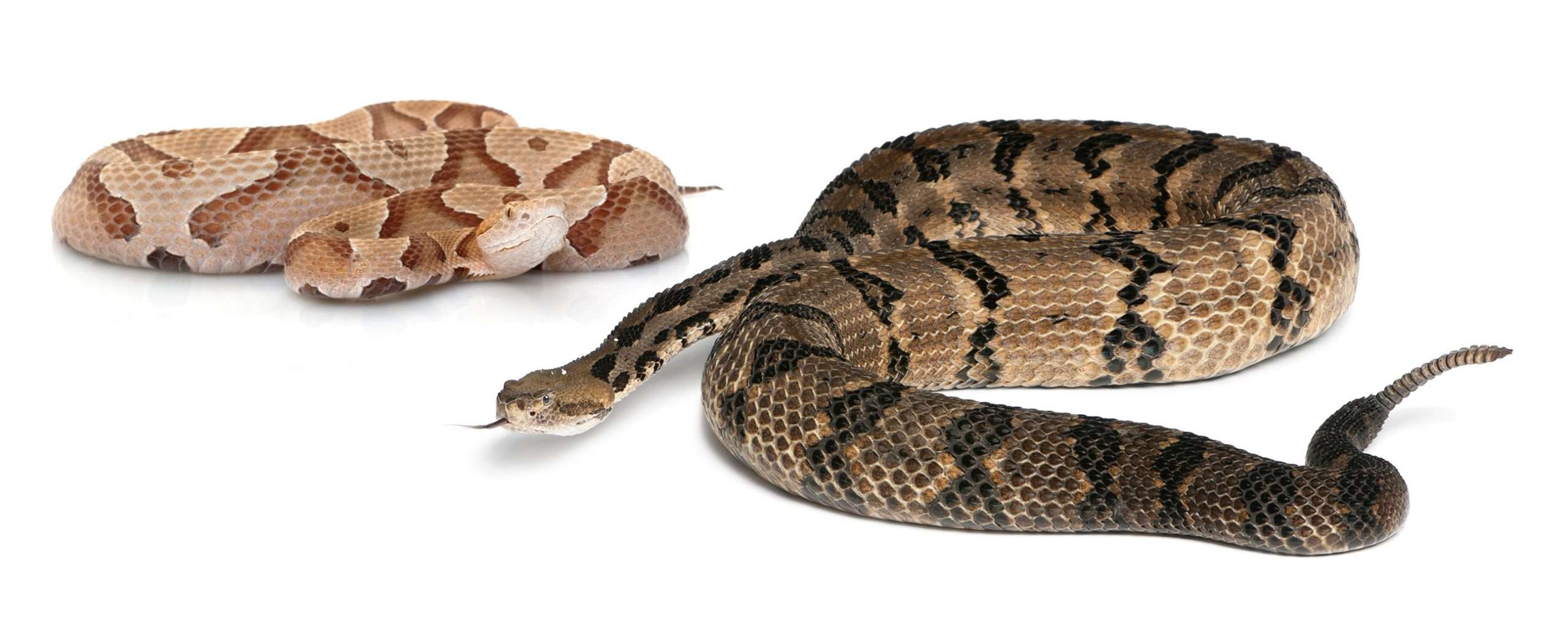 Serpientes venenosas en Tennessee