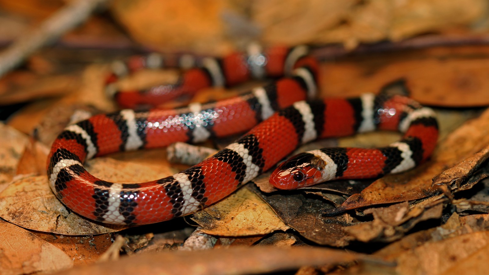 Formas de matar una serpiente