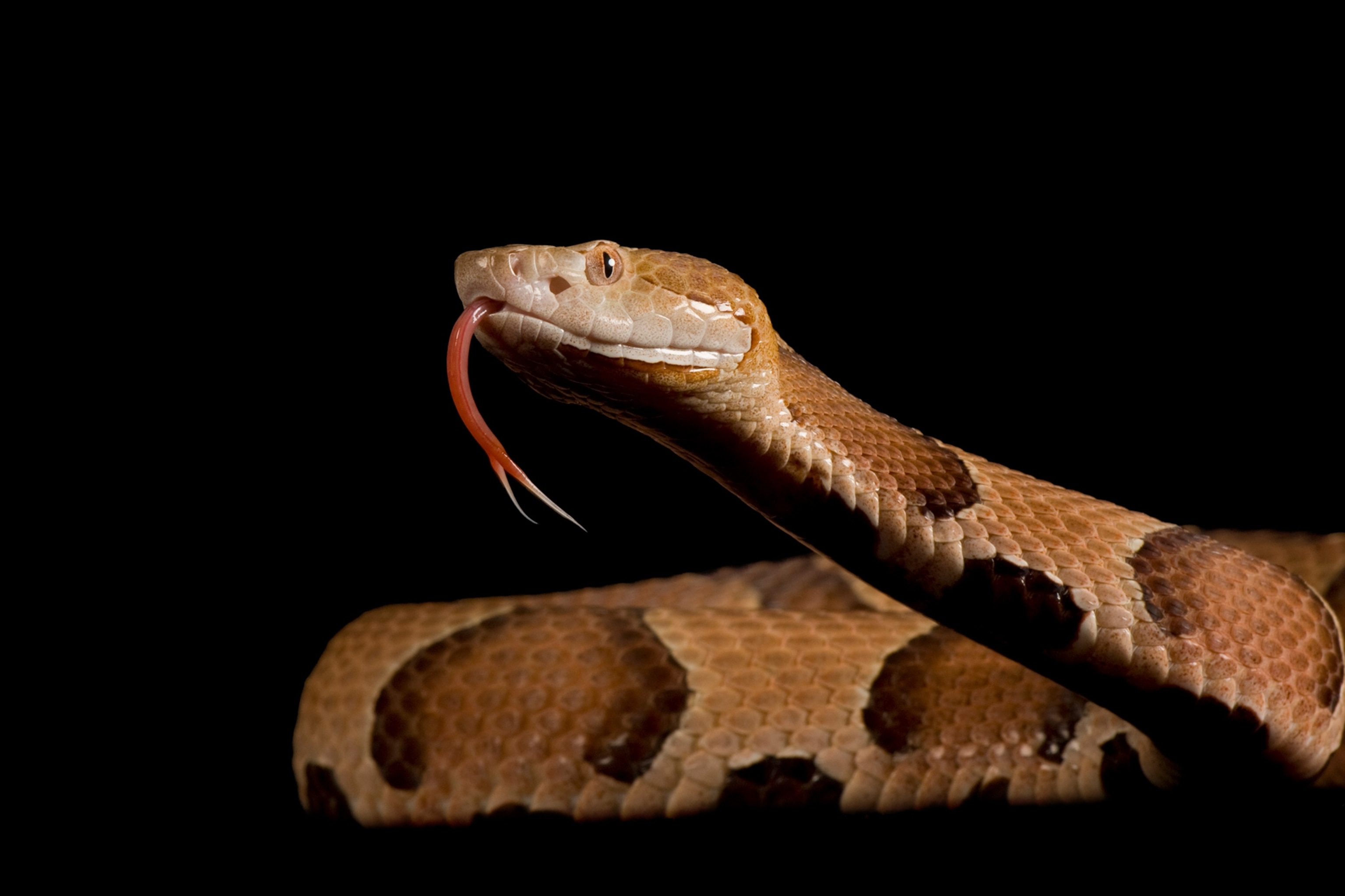 ¿Qué son las serpientes cabeza de cobre?