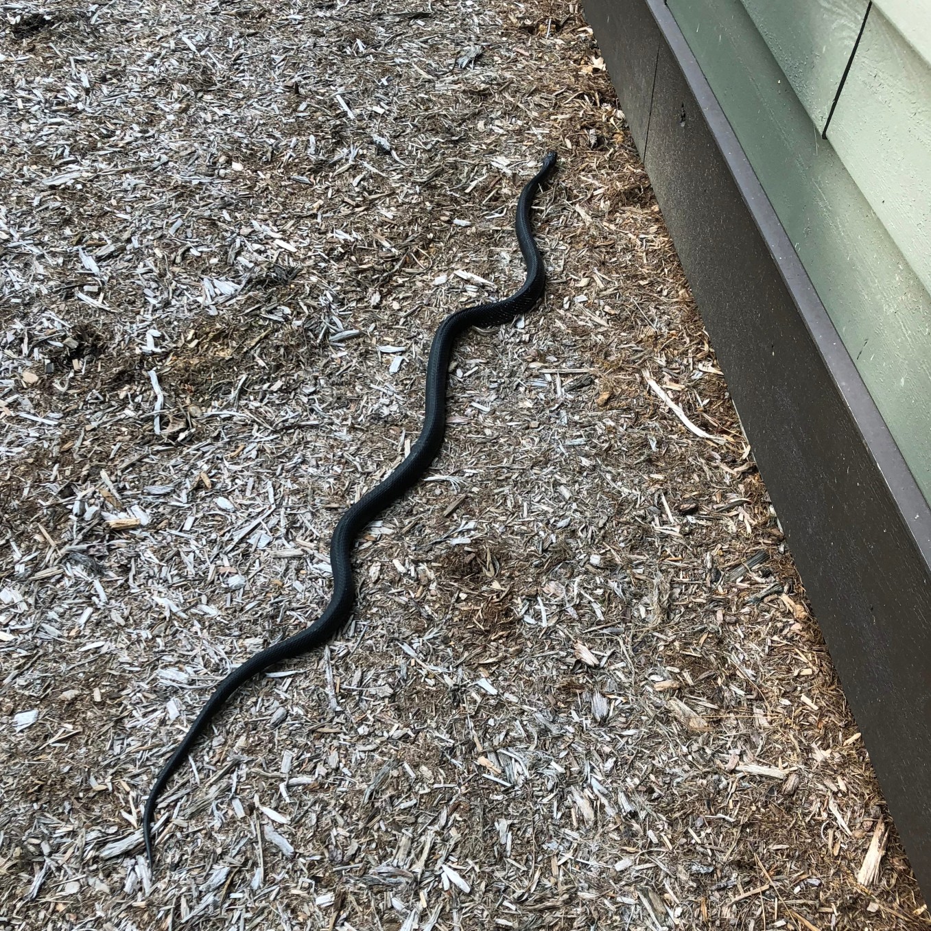 ¿Cuáles son los riesgos de tener serpientes debajo de su casa?