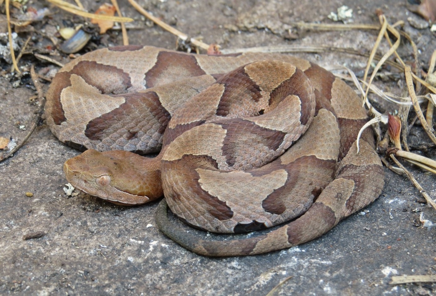 Lo que atrae a las serpientes cabeza de cobre a su hogar