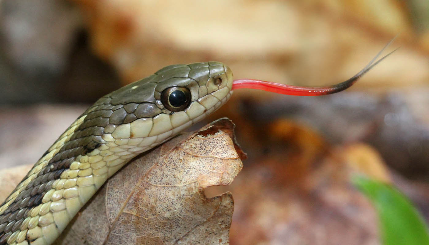 ¿Qué puede oler una serpiente?