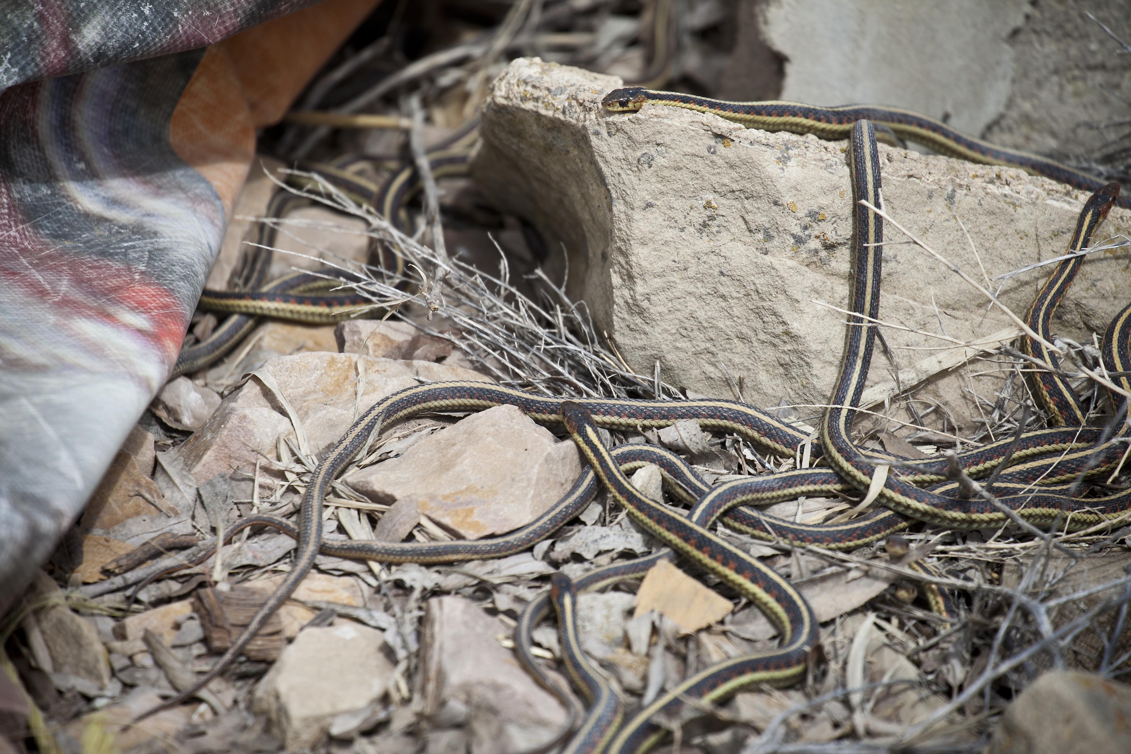 ¿Qué hacen las serpientes durante la hibernación?
