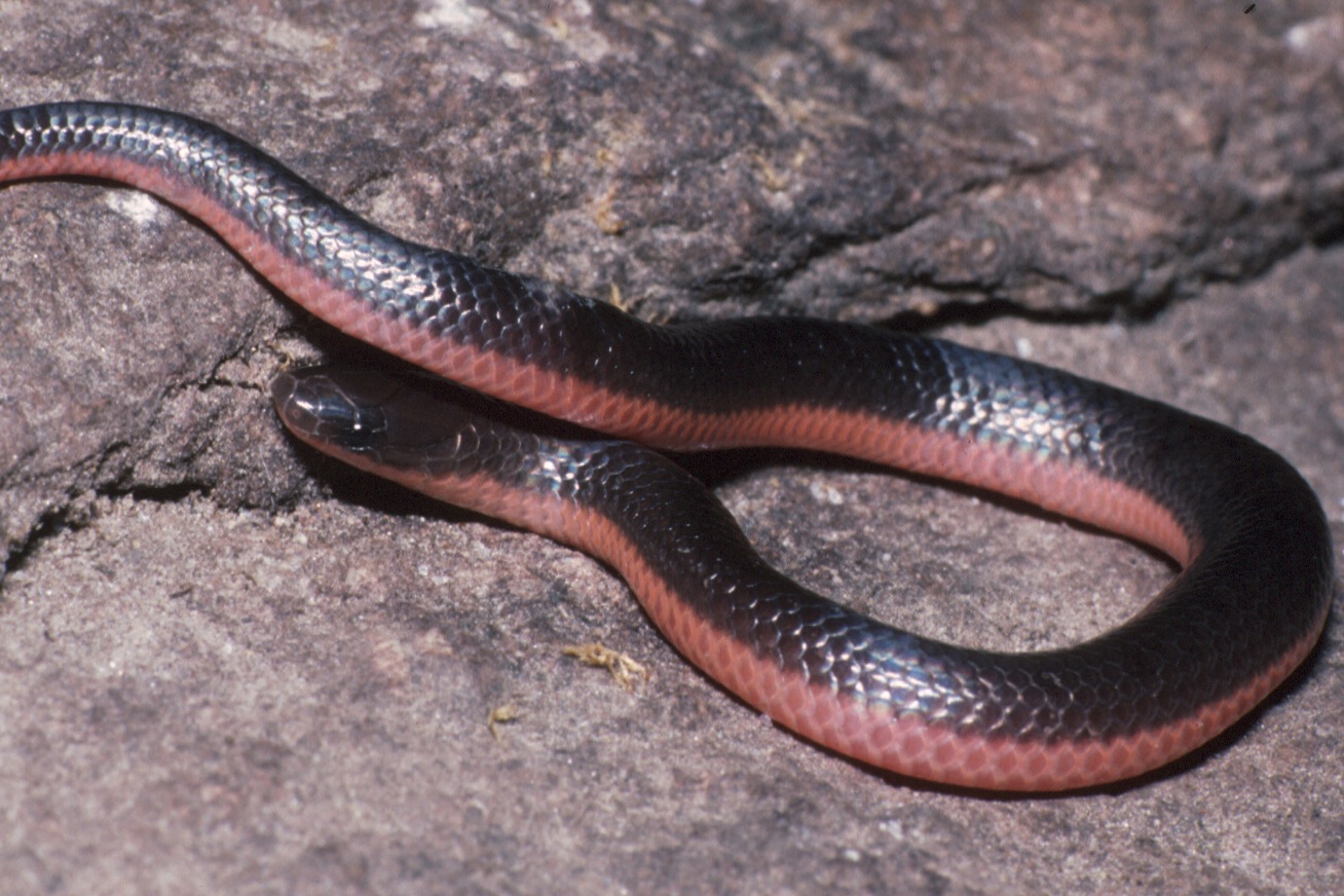 ¿Qué es una serpiente gusano?