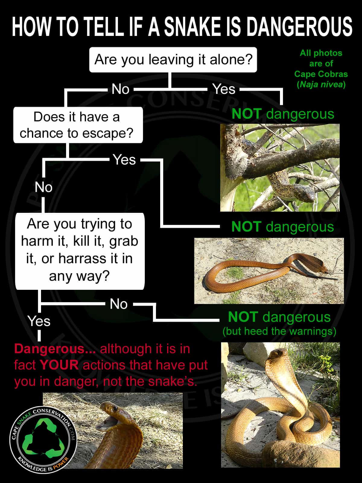 Qué hacer si ves una serpiente
