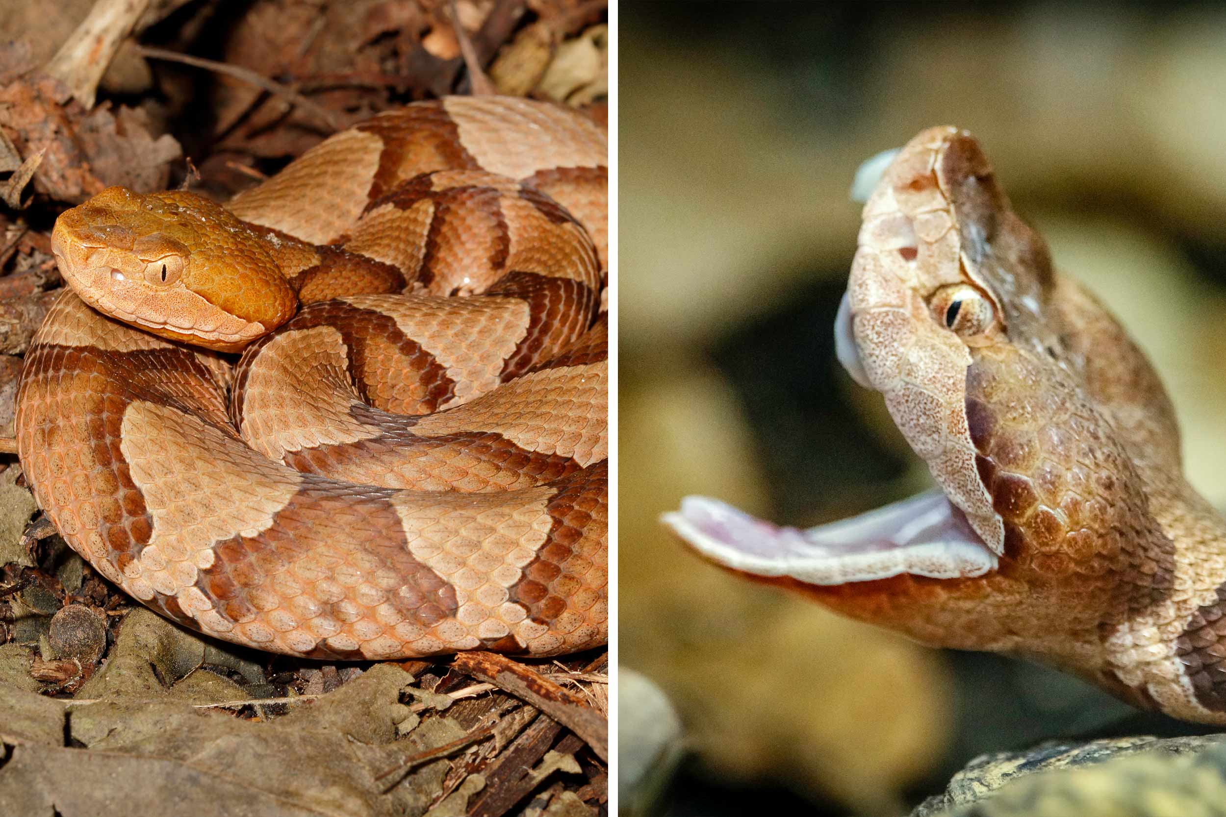 ¿Cuándo hibernan las serpientes en Virginia?